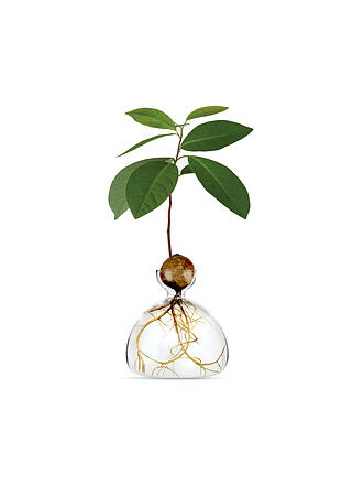 ILEX STUDIOS | Avocado Vase Clear